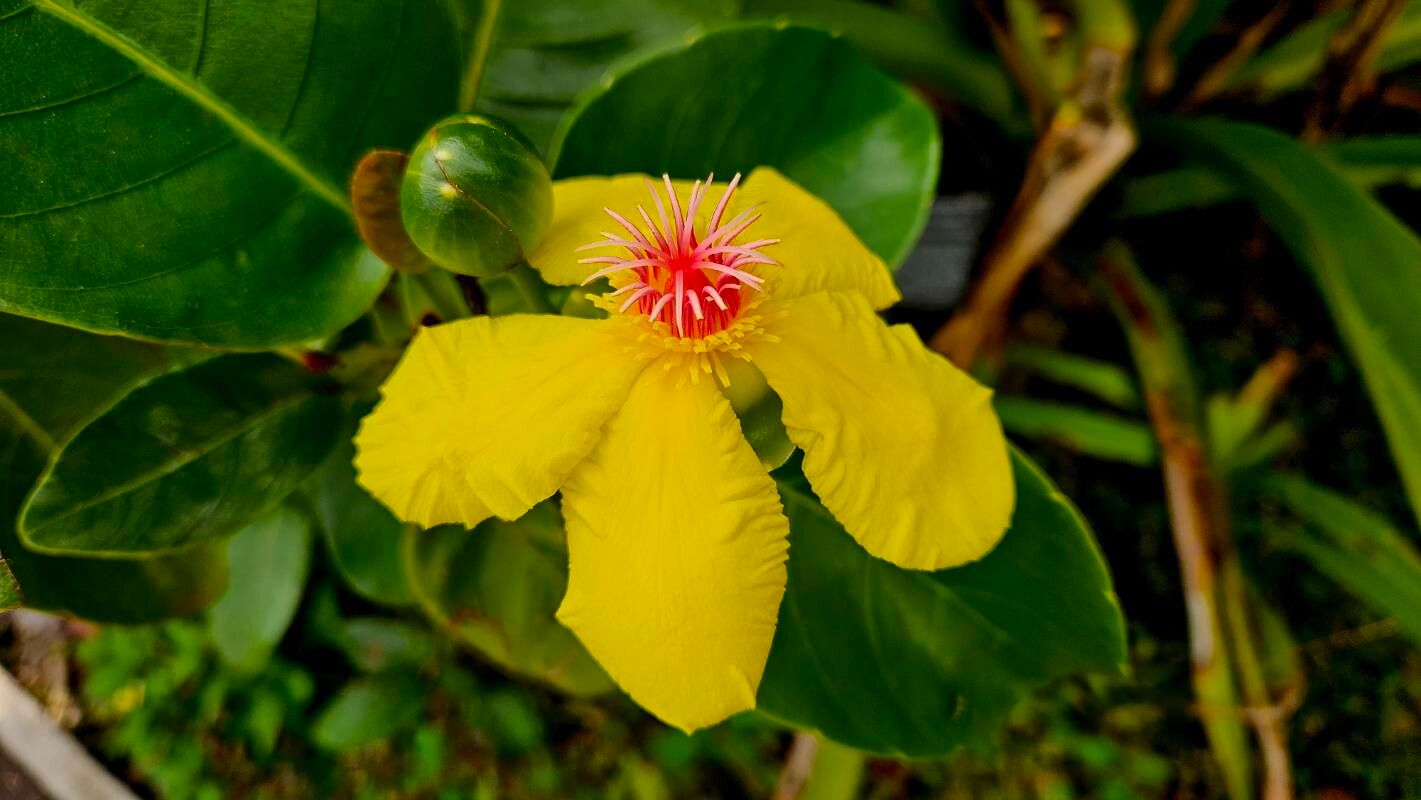 Dillenia alata flower