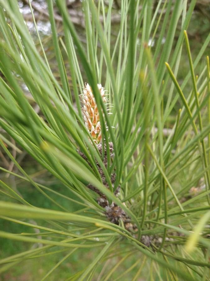 Pinus thunbergii flower