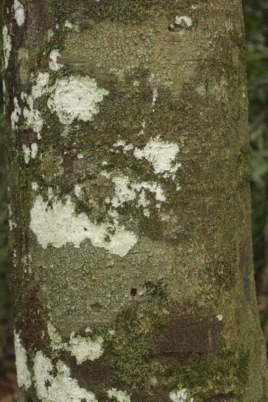 Pouteria cayennensis bark