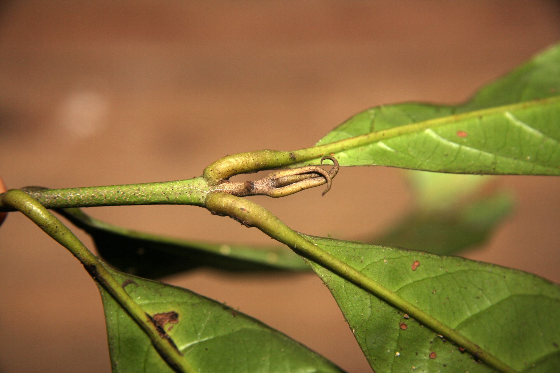 Siparuna cristata other