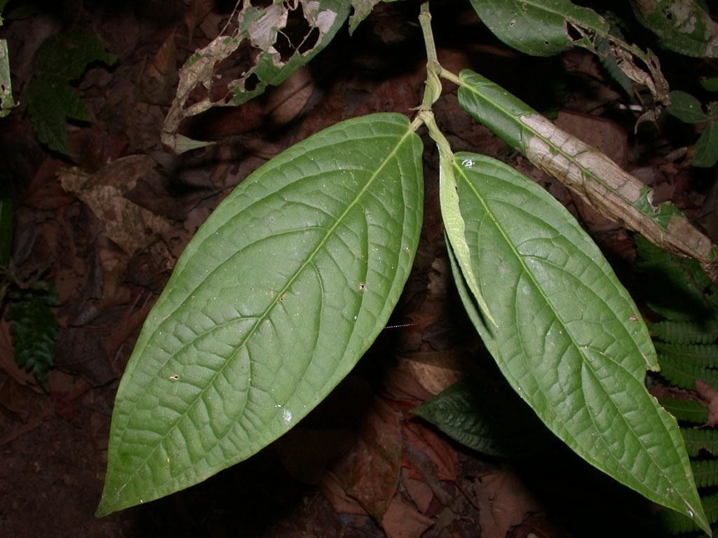 Piper zhorquinense — houseplant care guide