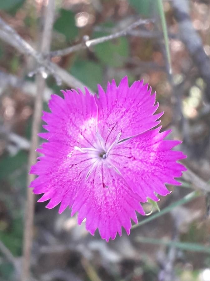 Dianthus carthusianorum flower