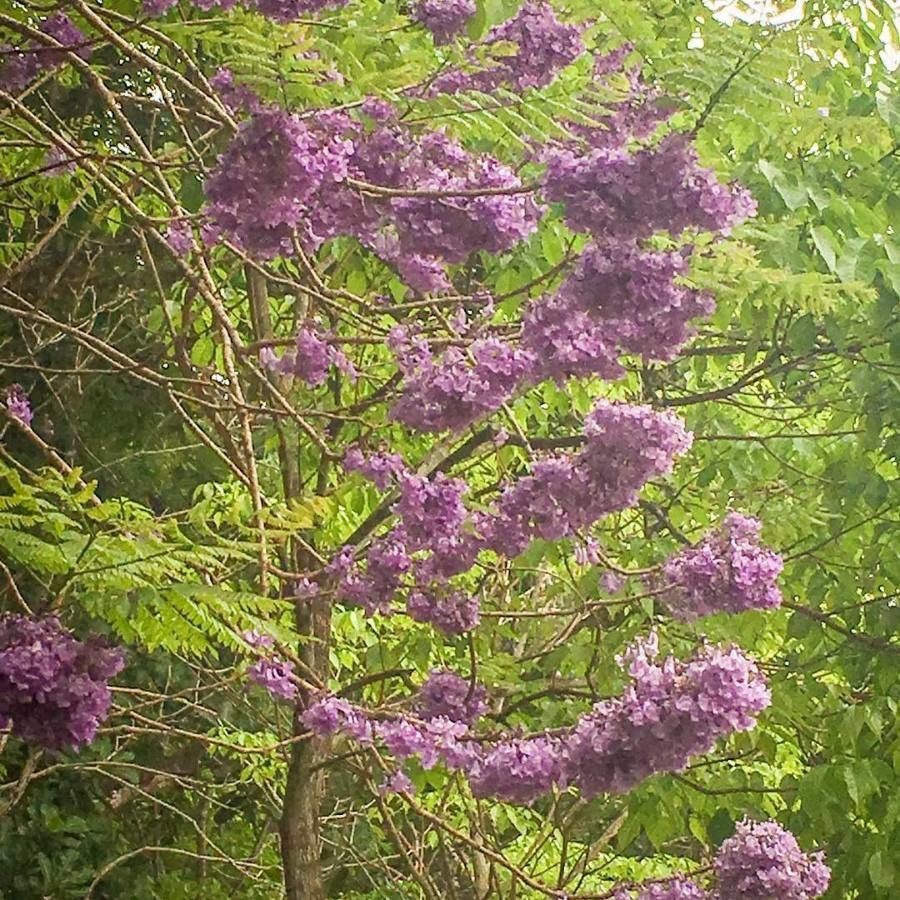 Jacaranda caucana flower