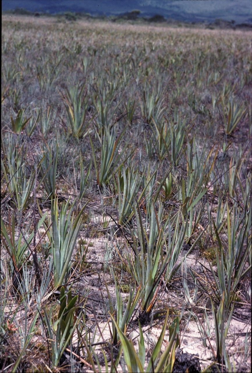 Brocchinia steyermarkii — search result for 'Guyana'