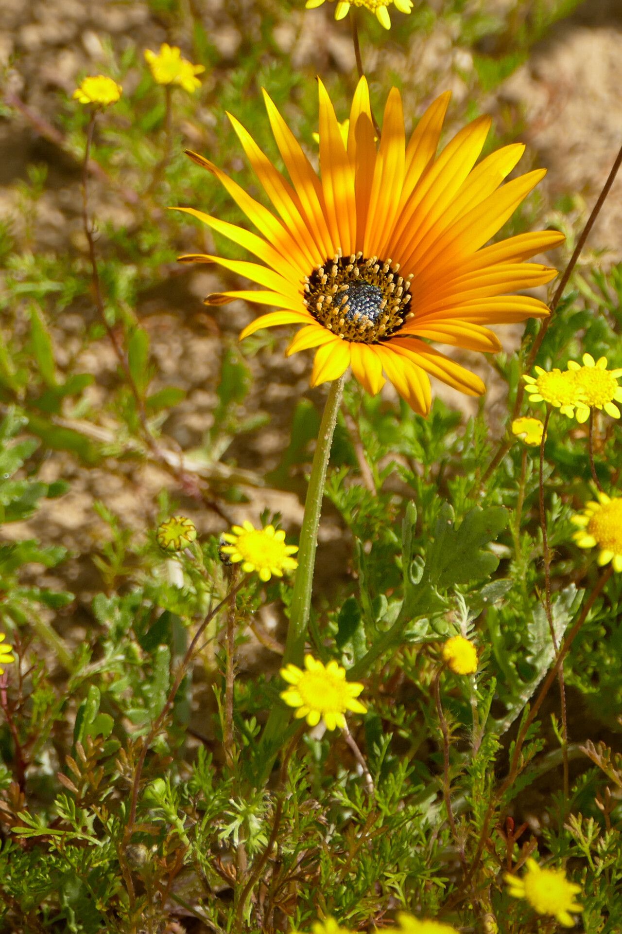 Arctotis hirsuta flower