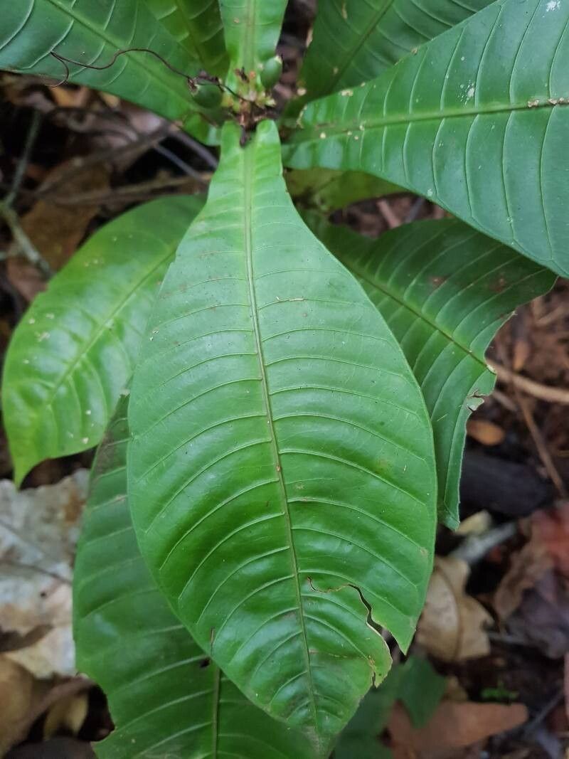 Psychotria chitariana leaf