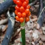 Arum cylindraceum