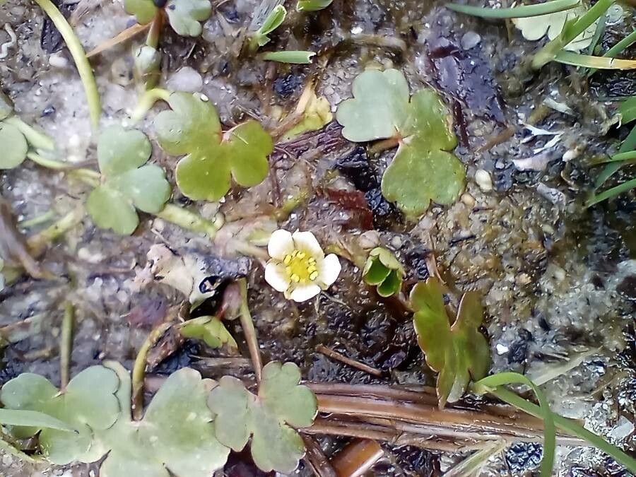 Ranunculus omiophyllus flower