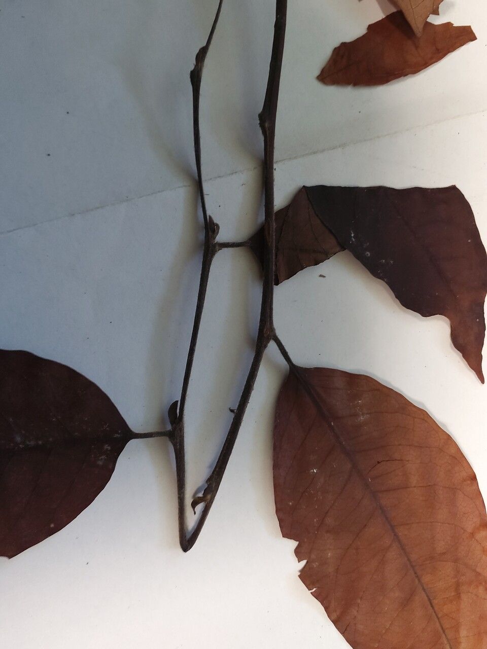 Hirtella suffulta leaf