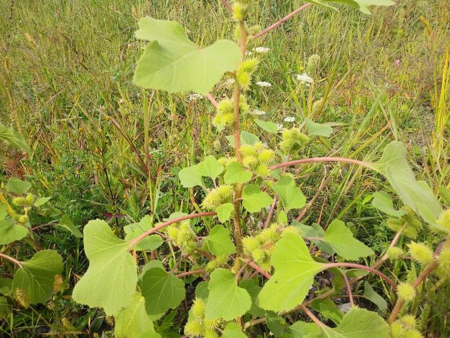 Xanthium orientale leaf