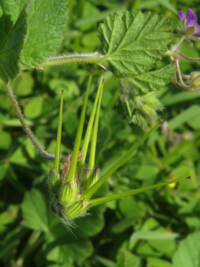 Erodium malacoides fruit
