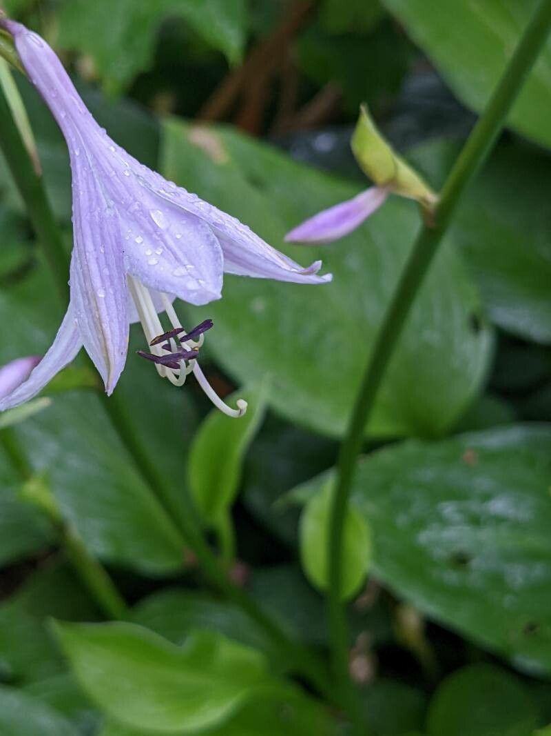 Hosta ventricosa flower