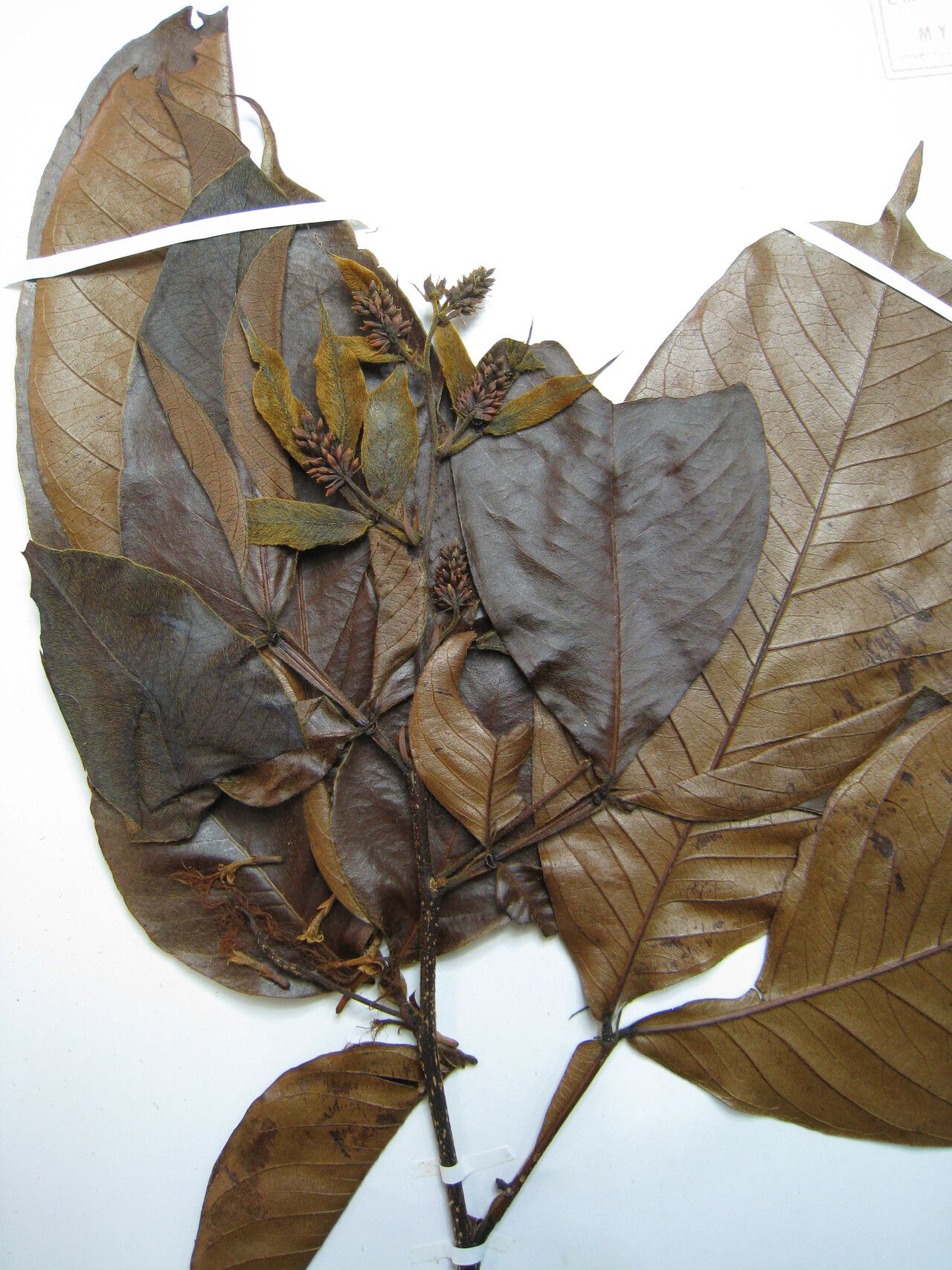 Inga pilosula — houseplant care guide