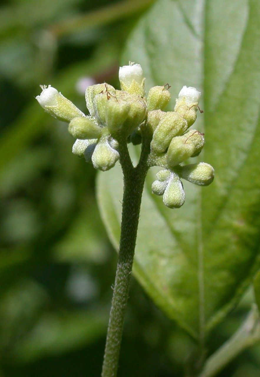 Varronia dichotoma flower