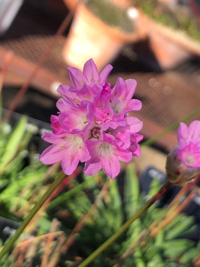 Armeria hispalensis flower