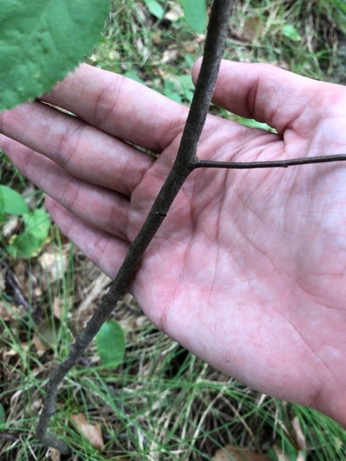 Amelanchier arborea bark
