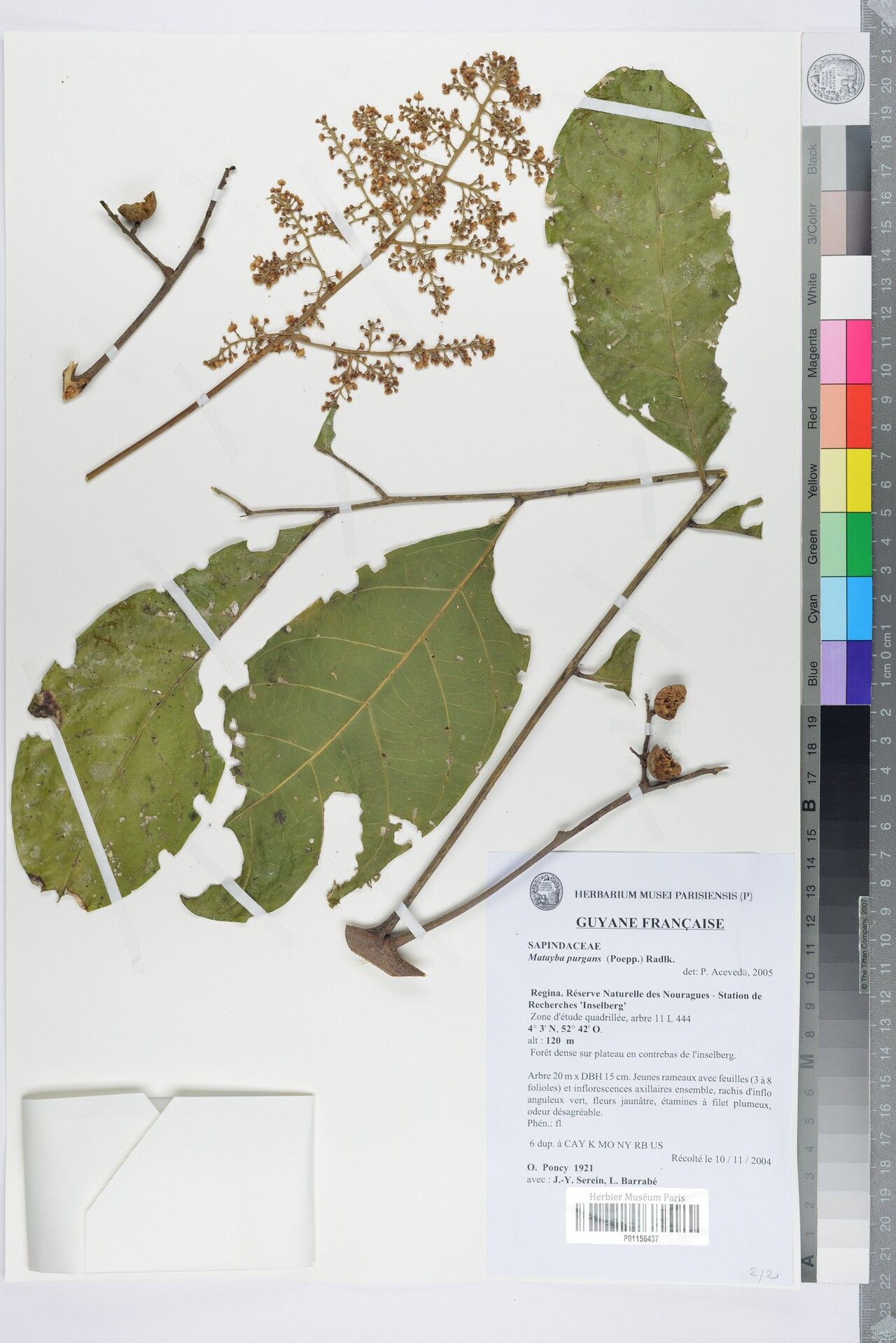 Matayba purgans other