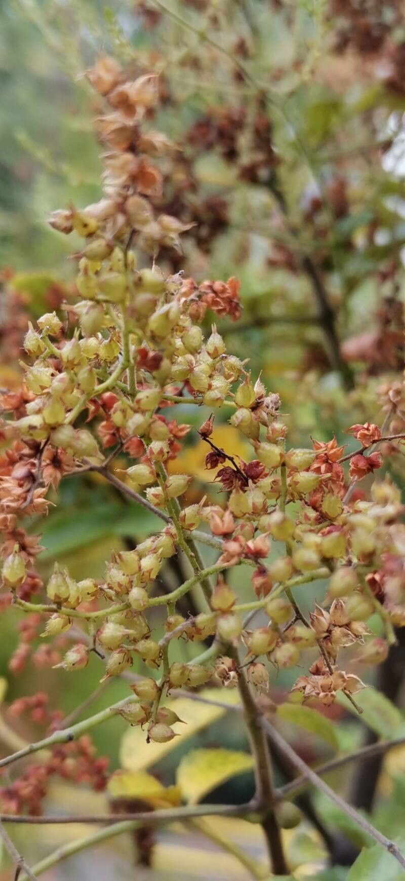 Ackama rosifolia fruit