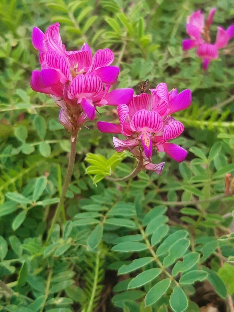 Onobrychis montana leaf