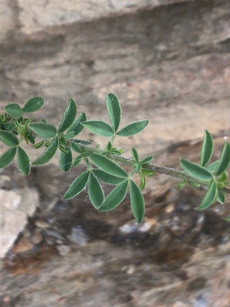 Adenocarpus complicatus leaf