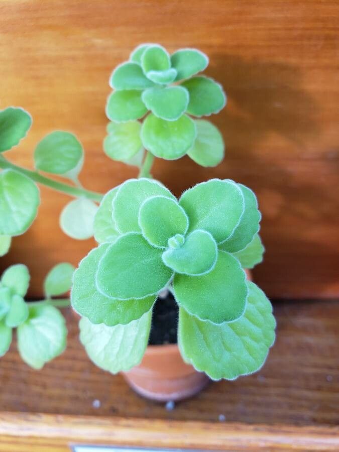 Coleus hadiensis — search result for 'Coleus'