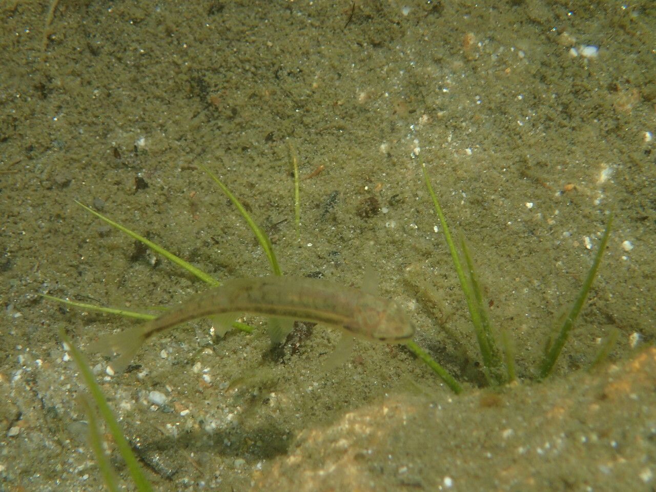 Isoetes lacustris habit