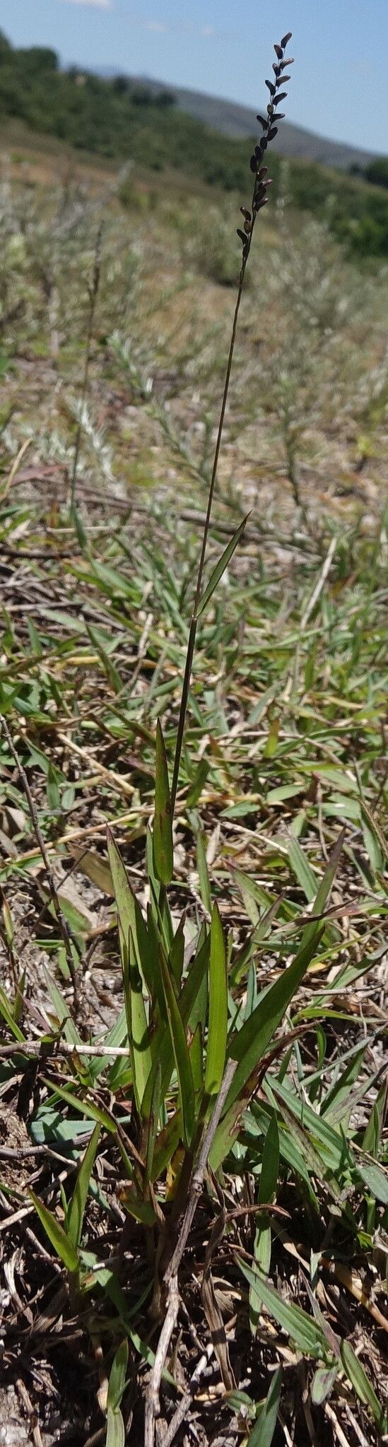 Sacciolepis curvata — houseplant care guide