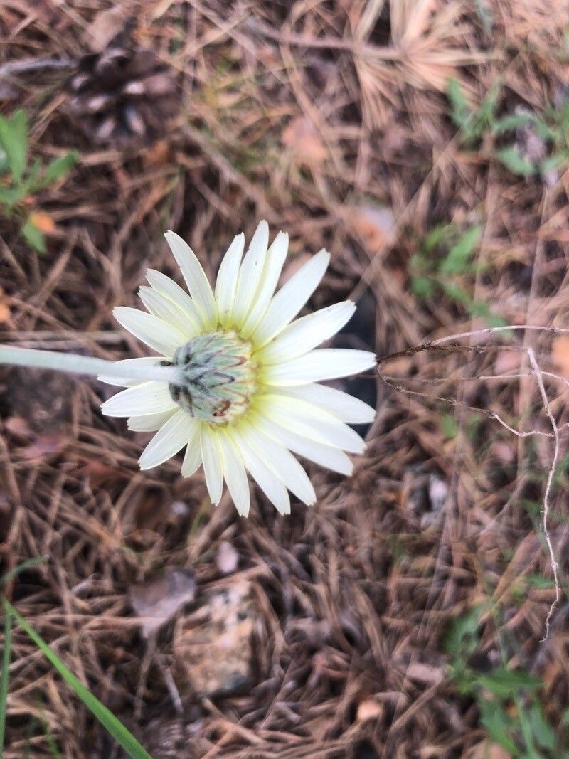Leucanthemopsis pallida flower