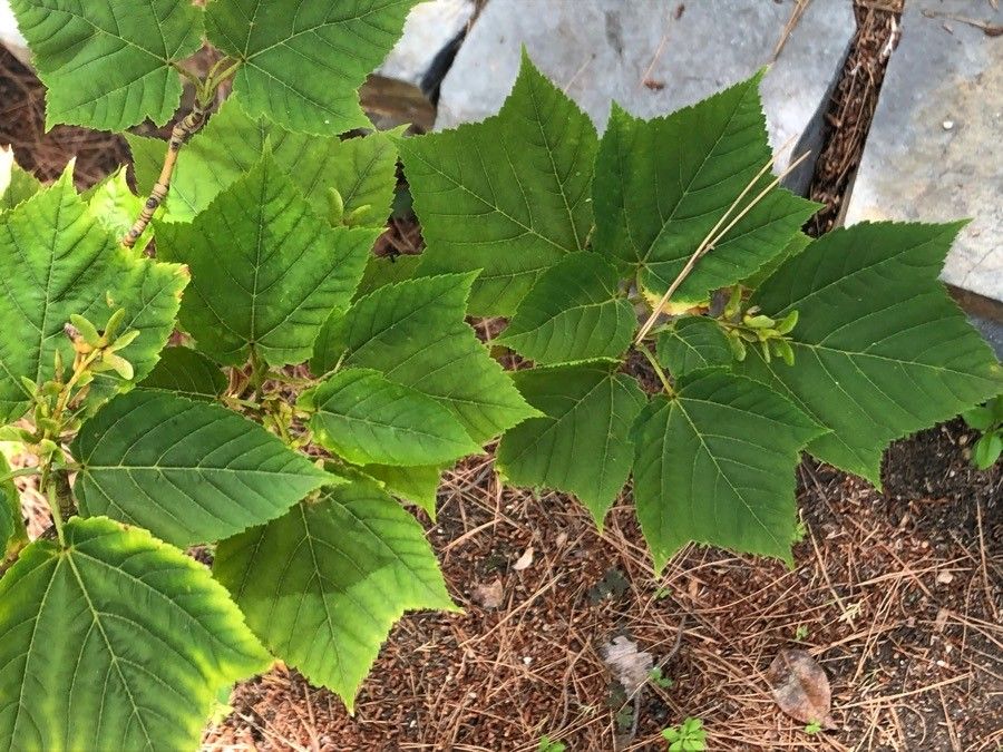 Acer rufinerve — search result for 'Sapindaceae'