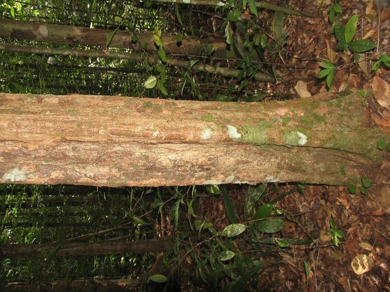 Inga fanchoniana — houseplant care guide