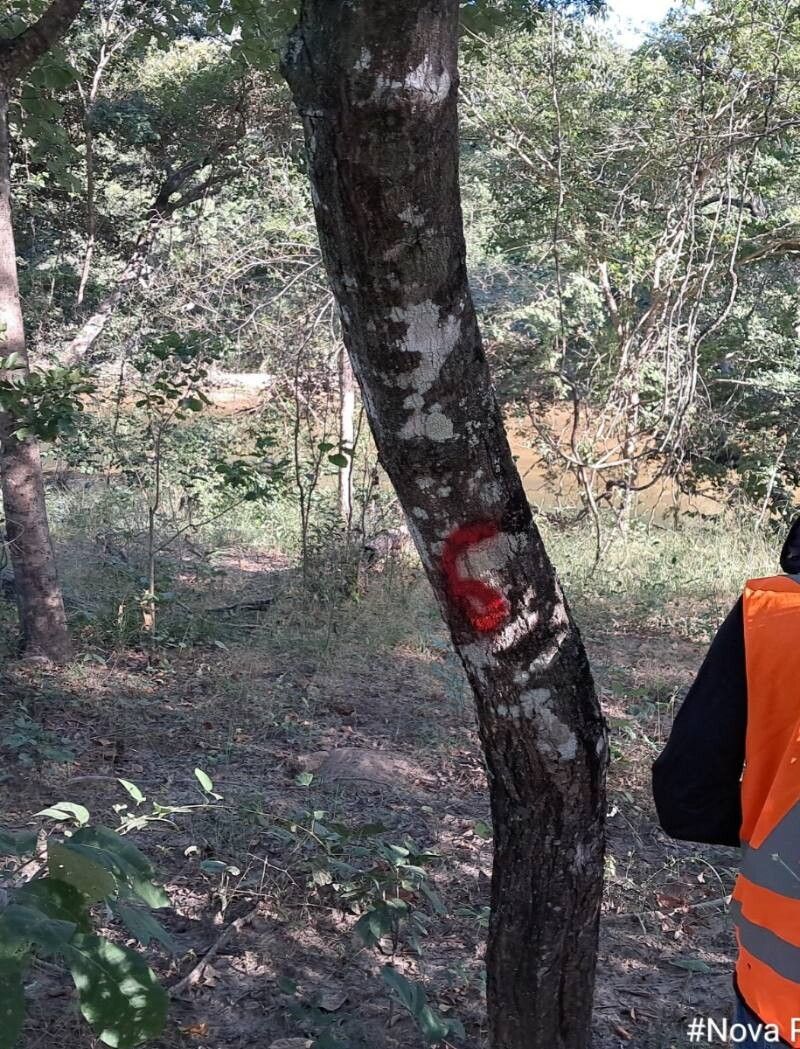 Aspidosperma subincanum bark