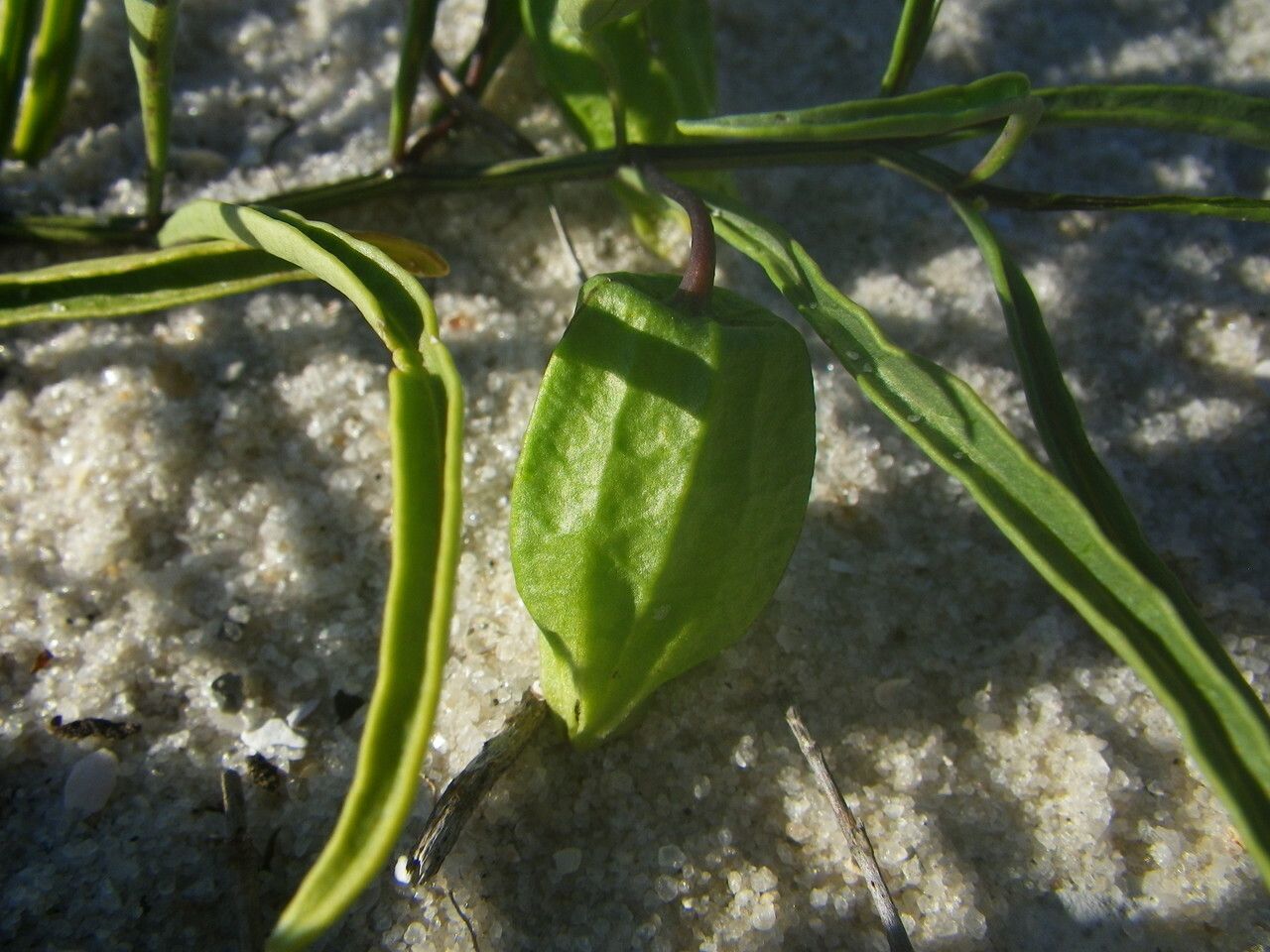 Physalis angustifolia fruit