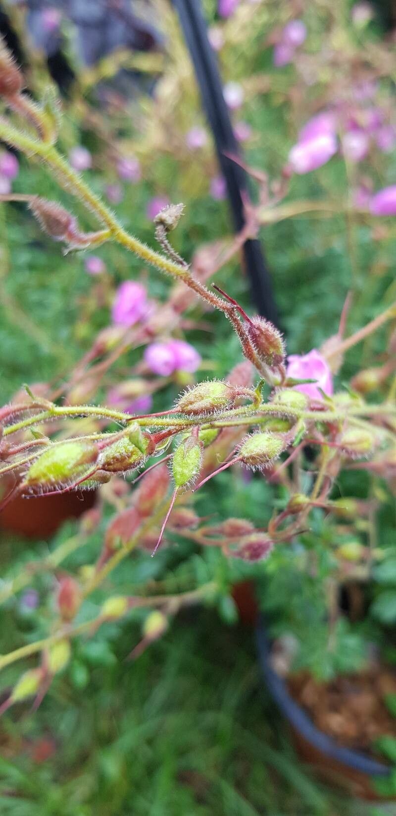Daboecia cantabrica fruit