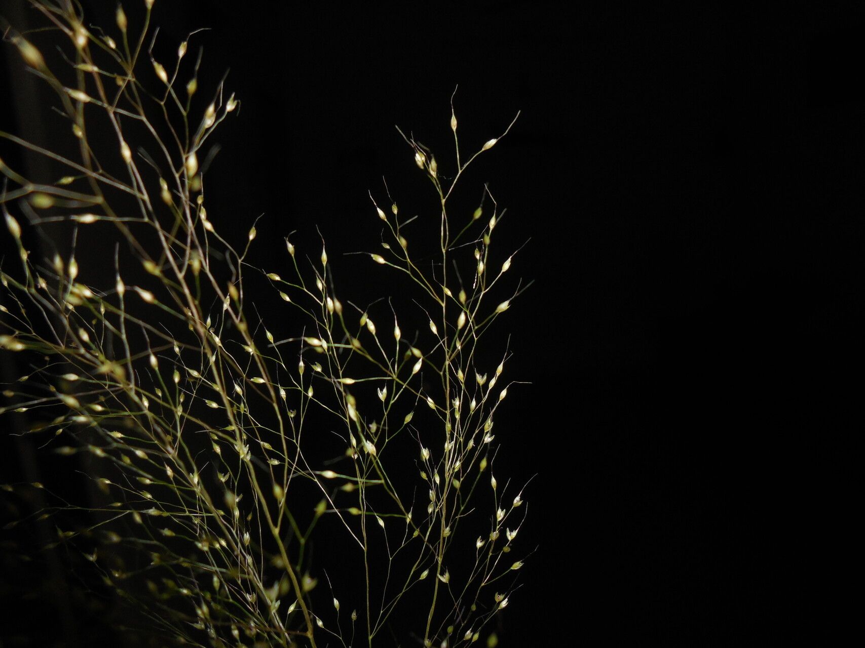 Arundinella pumila flower