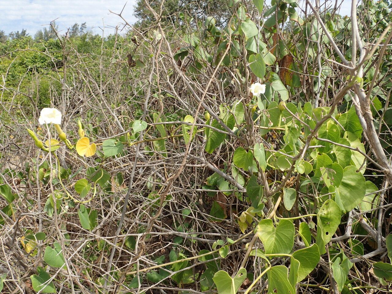 Ipomoea violacea habit