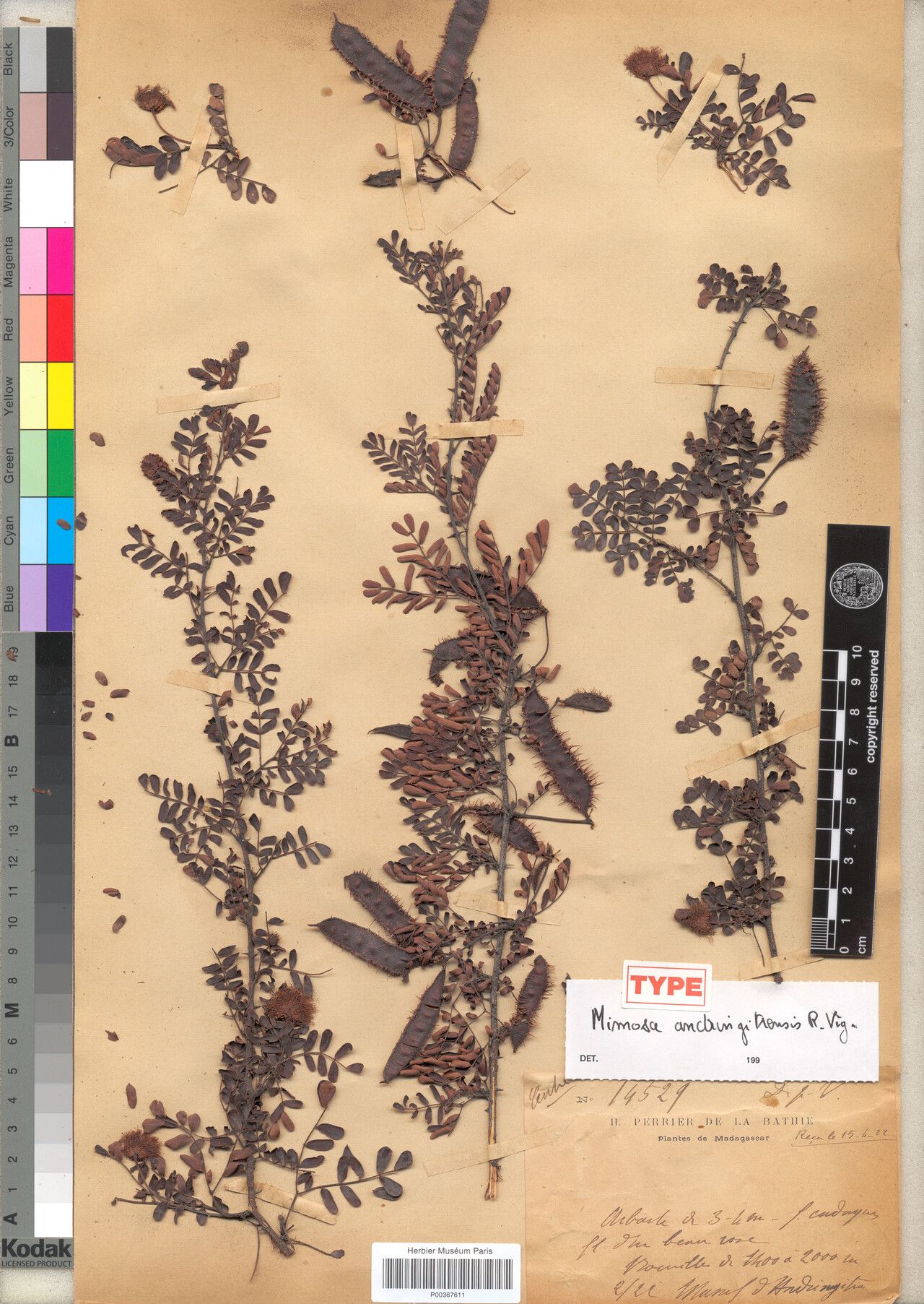 Mimosa andringitrensis — search result for 'Mimosa'