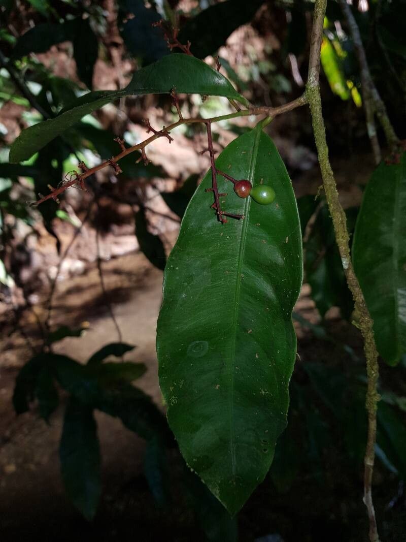 Ouratea osaensis leaf