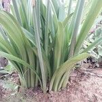 Hippeastrum puniceum