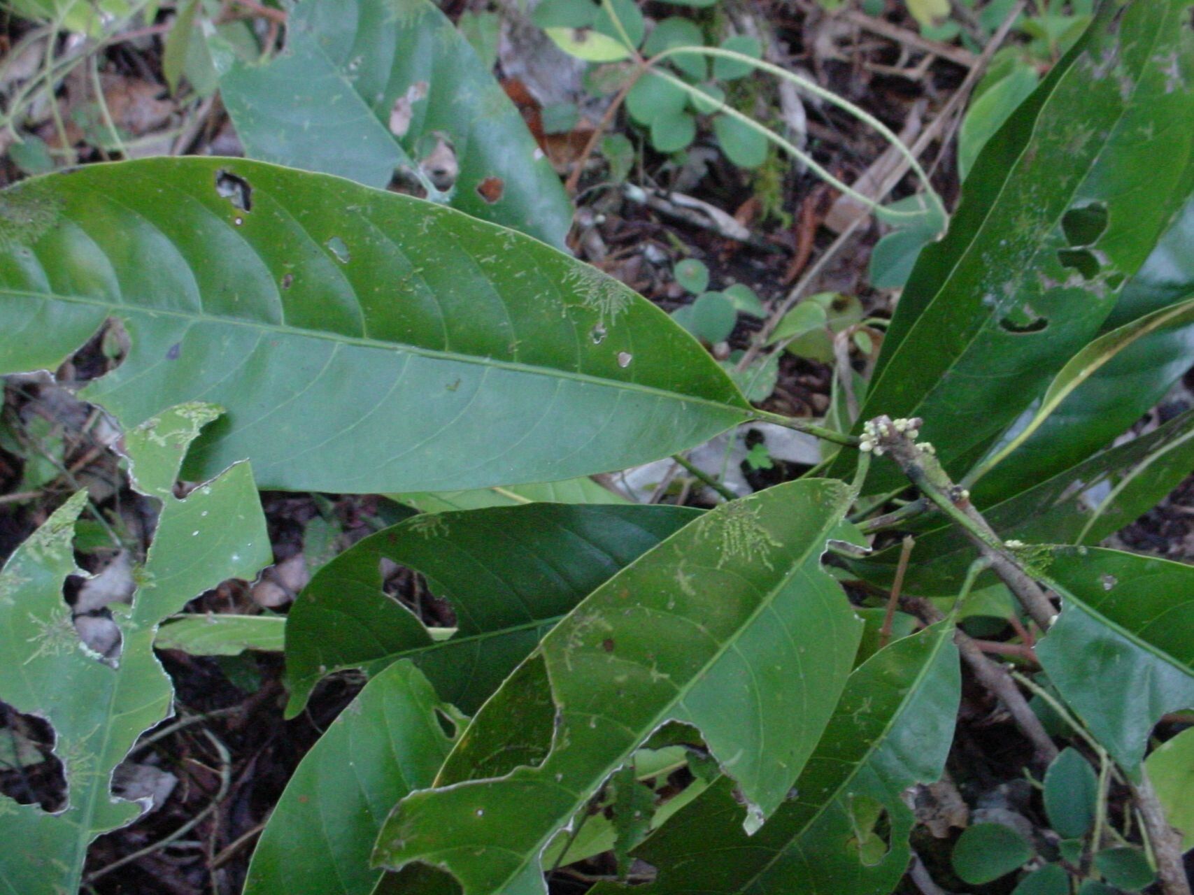 Pycnandra griseosepala — houseplant care guide