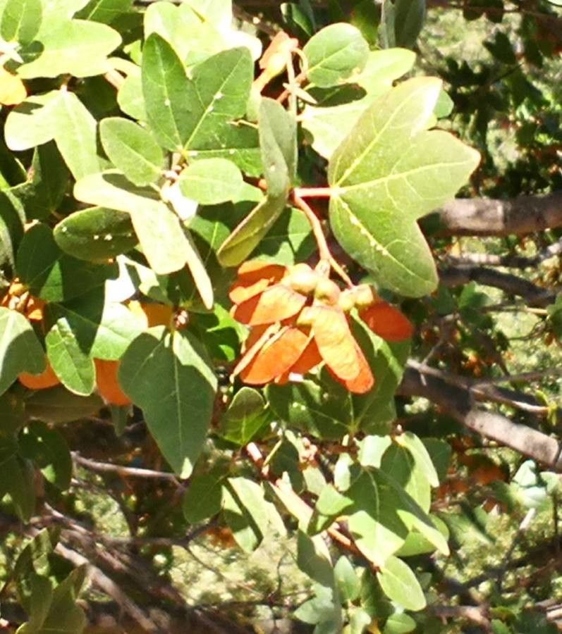Acer sempervirens fruit