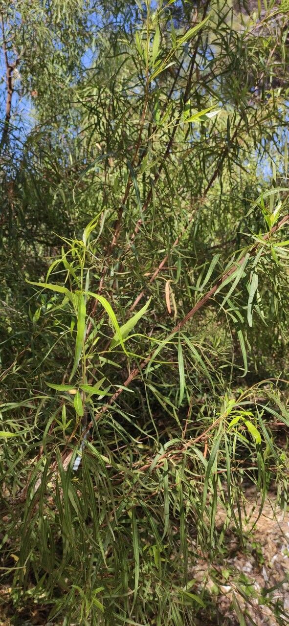 Searsia pendulina leaf