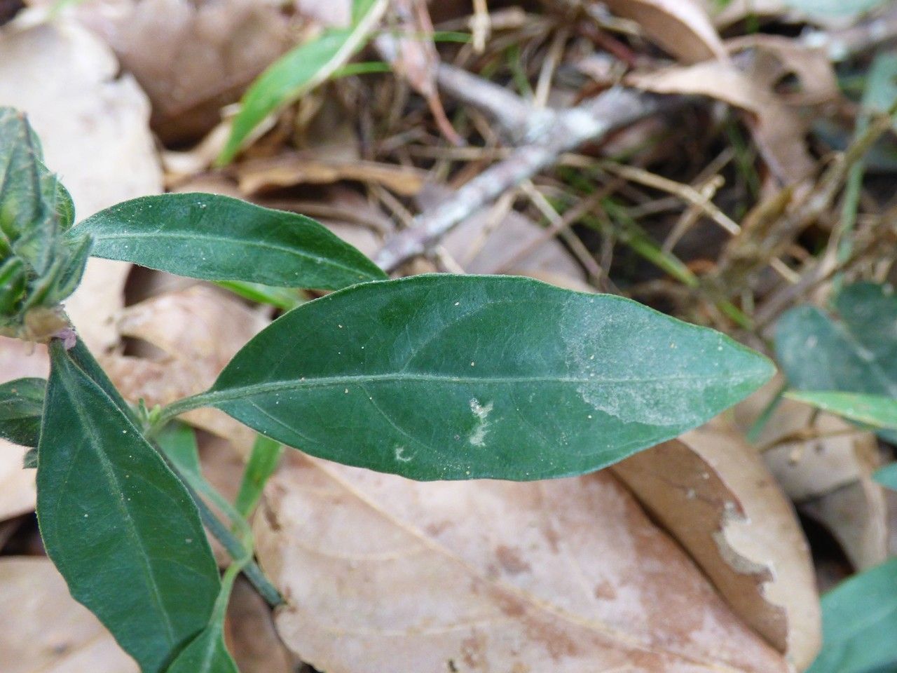 Dicliptera chinensis — search result for 'Acanthaceae'