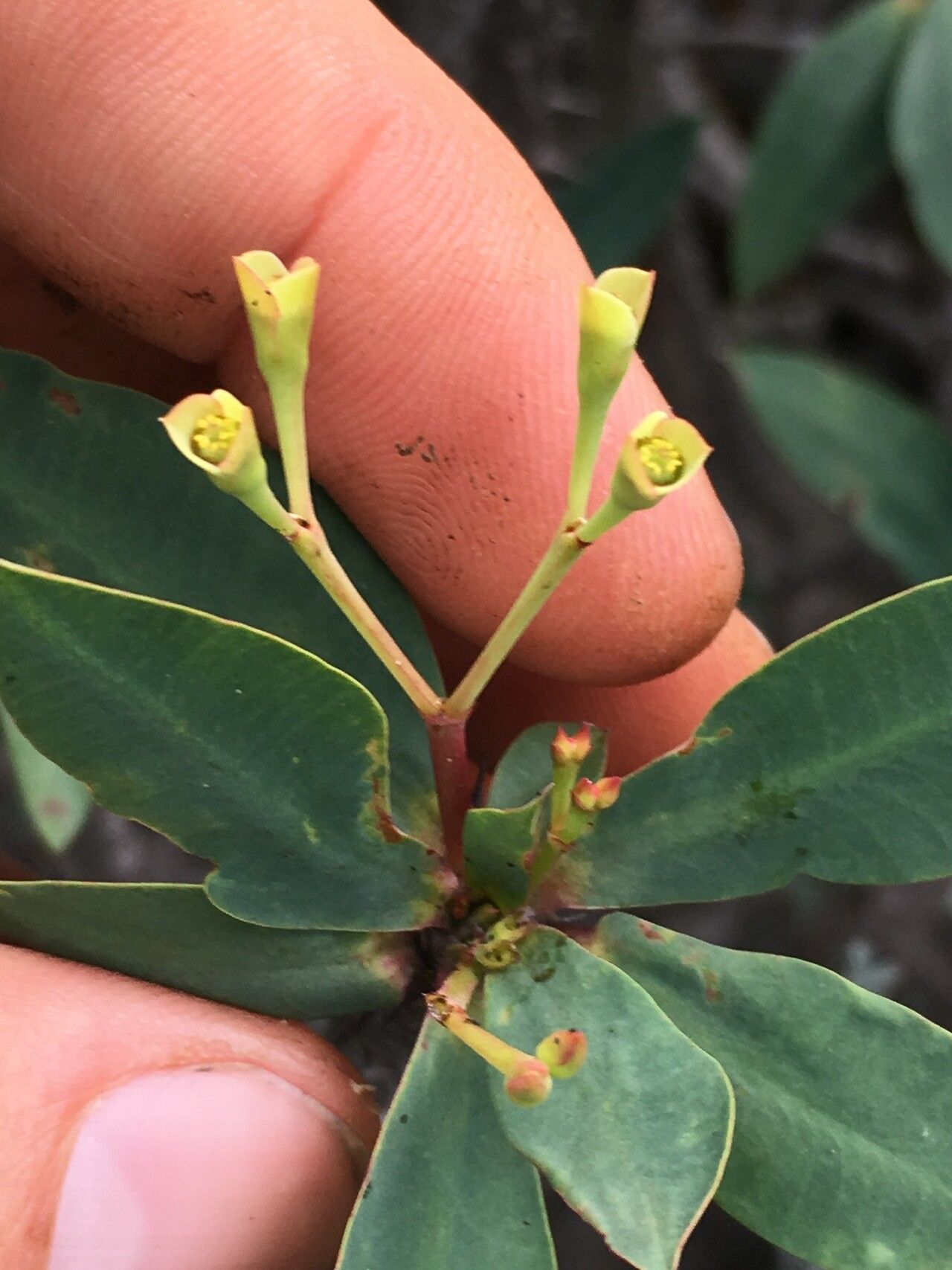 Euphorbia ambarivatoensis — houseplant care guide