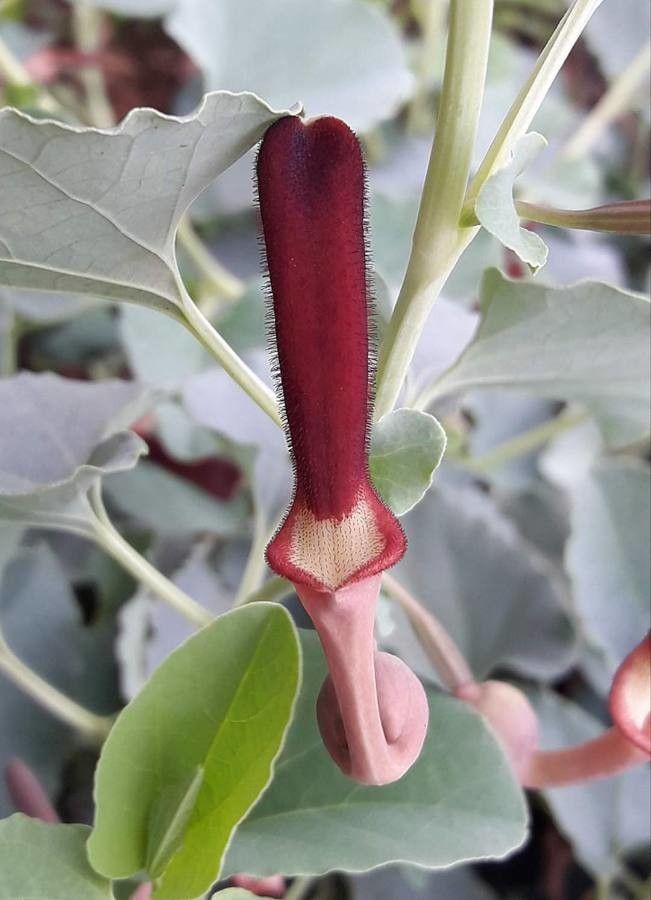 Aristolochia bracteolata flower