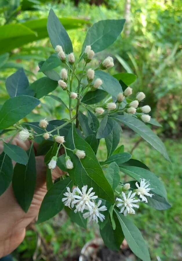Vernonia amygdalina flower