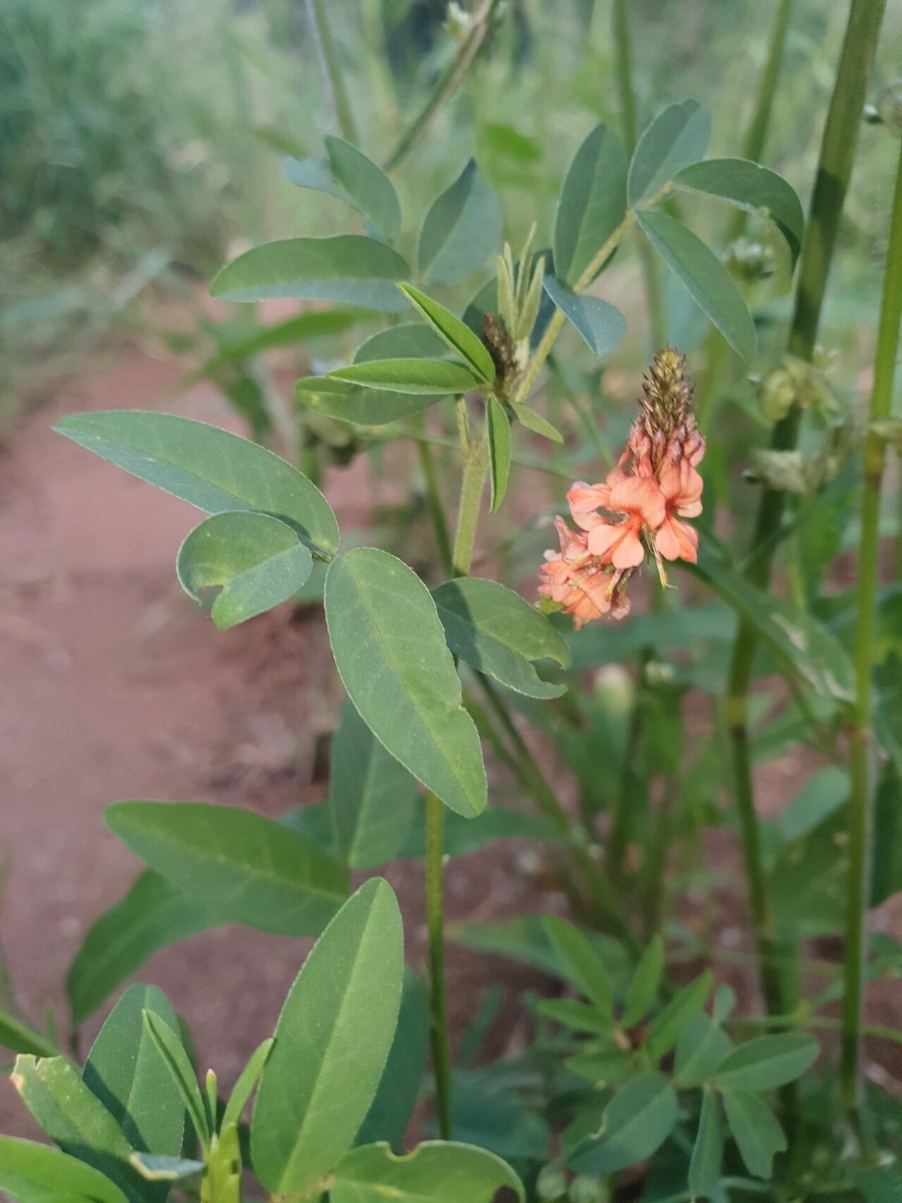 Indigofera praticola — search result for 'Indigofera'