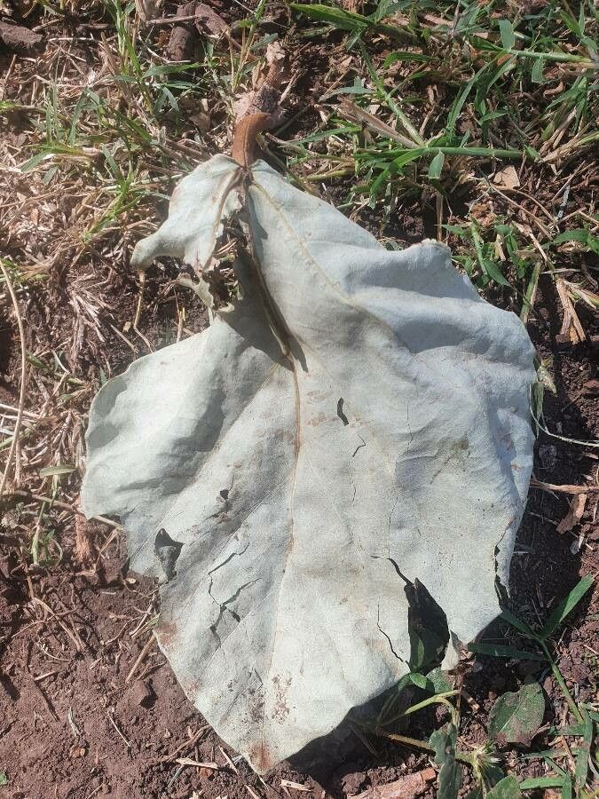 Ficus vallis-choudae — houseplant care guide