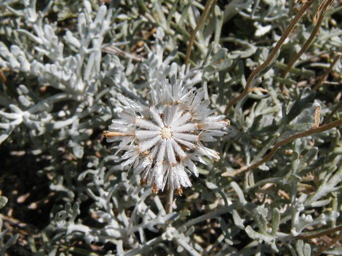 Chaenactis suffrutescens — houseplant care guide