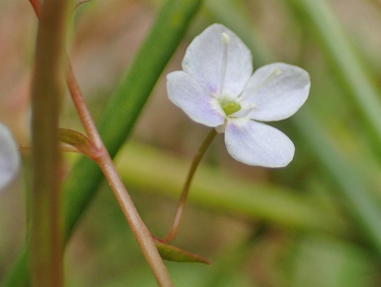 Veronica scutellata flower
