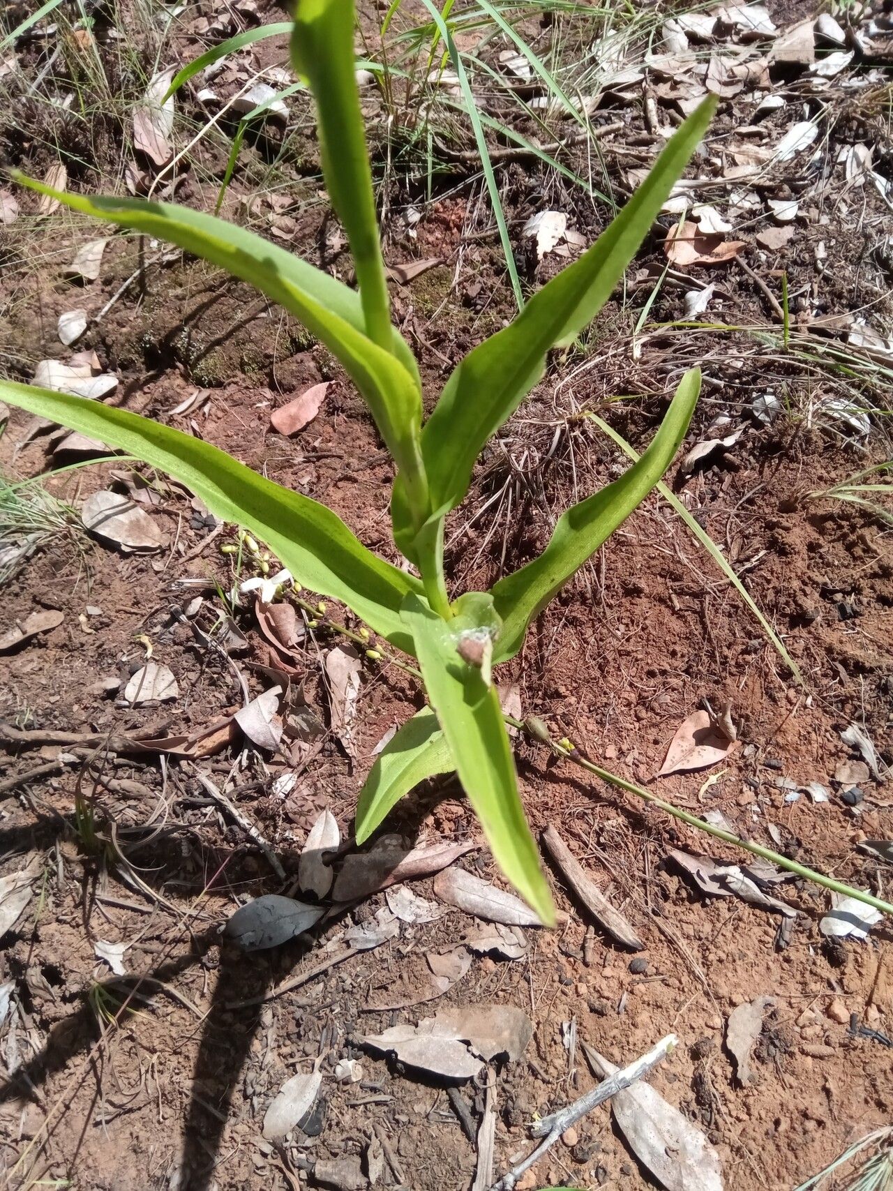 Habenaria incarnata — houseplant care guide